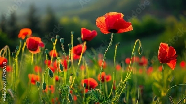 Fototapeta Poppies, with their vibrant red blooms dancing amidst fields of green, adding a bold splash of color to the spring landscape