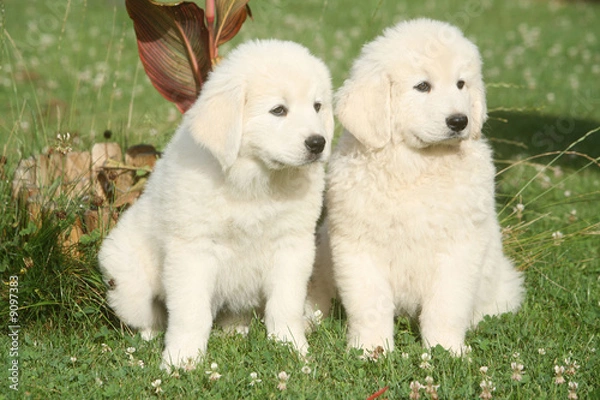 Fototapeta couple de chiot berger de podhale