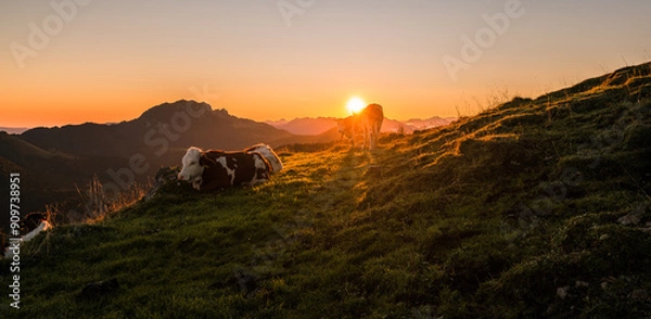 Fototapeta Kühe am Berg