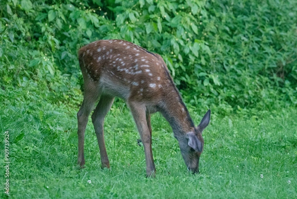 Fototapeta Hirschkalb