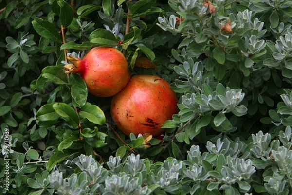 Obraz Unripe pomegranates in a city park against the background of green foliage of trees.