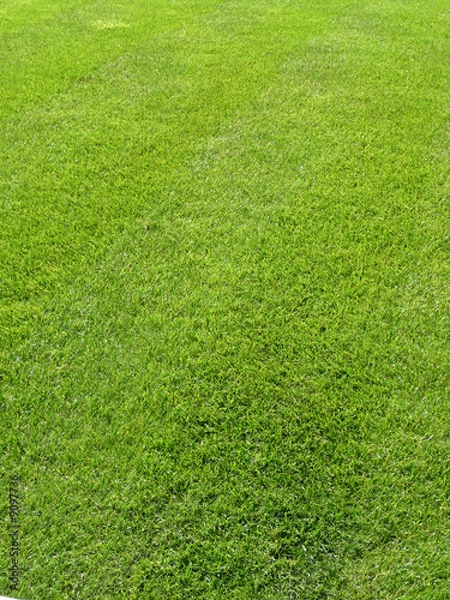 Obraz Green Grass Background 3
