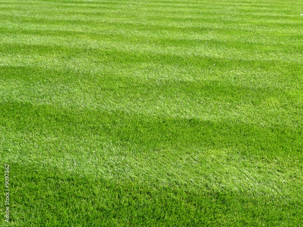 Fototapeta Green Grass Background 5