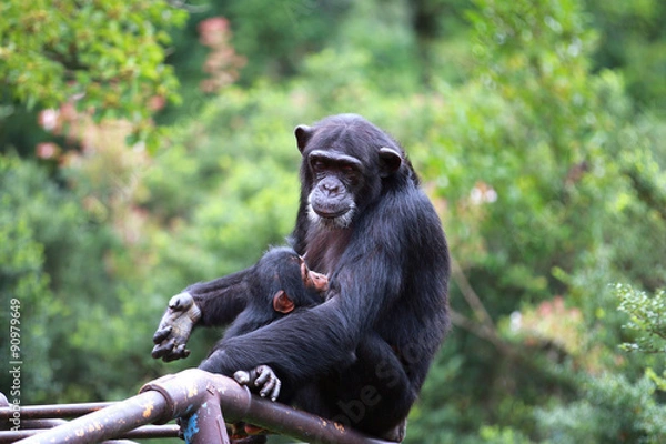 Fototapeta 猿の親子