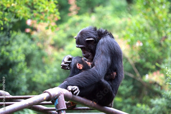 Fototapeta 猿の親子