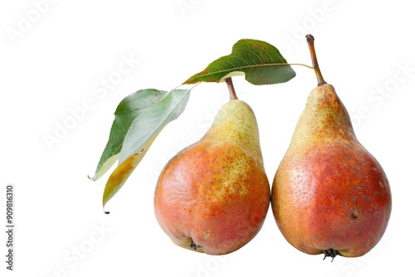 Fototapeta Two pears with a leaf on top of them