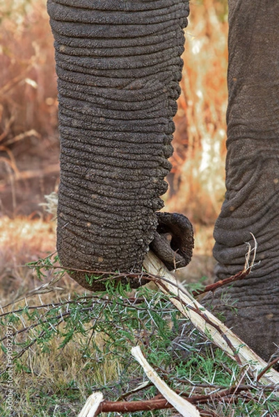 Obraz Elephant trunk close up, eating