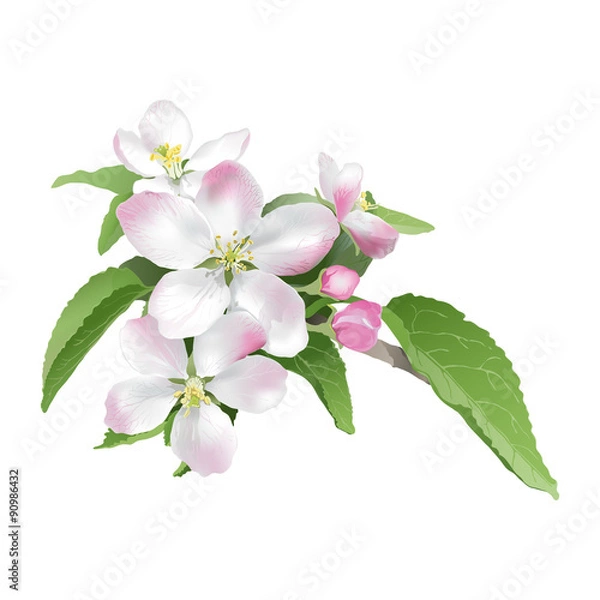 Fototapeta Apple blossom.
Hand drawn vector illustration of apple blossoms on white background - realistic style. 