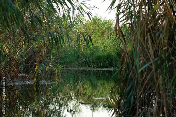 Fototapeta Landscape with water rushes in the Danube Delta, Romania
