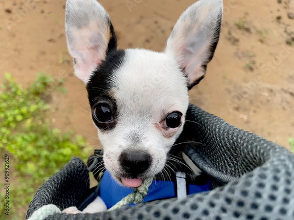 Fototapeta a small chihuahua puppy in nature