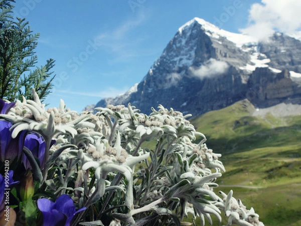 Obraz Eiger mit Edelweiss und Enzian
