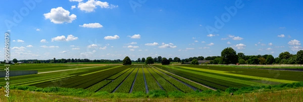 Fototapeta Panoramic photo of a nursery of garden plants in midsummer, planted in rows and surrounded by forests. With a blue sky with white clouds.