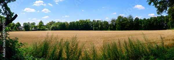 Fototapeta Panorama photo mid summer of an agricultural land with grain situated between the woods. With a blue sky with white clouds.