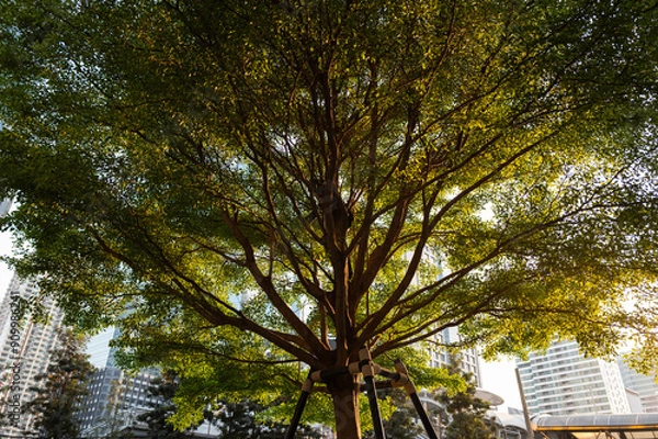 Obraz Big tree with wide branches touching the sunset with background of buildings in city.