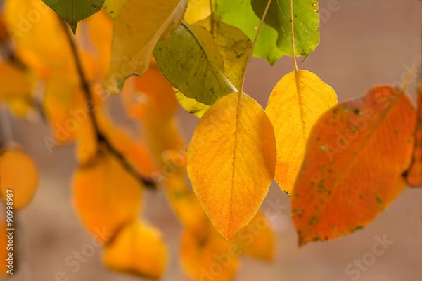 Obraz Multi-colored autumn leaves