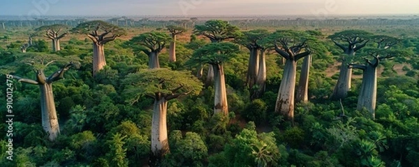 Obraz Dense forest of African baobab trees, African baobab tree forest, unique and ancient tree formations