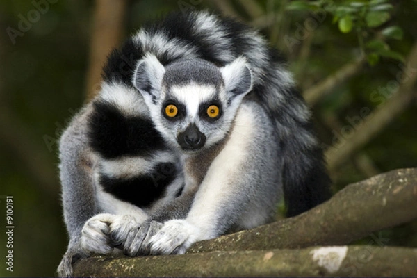 Obraz ringtailed lemur looking straight ahead in forest