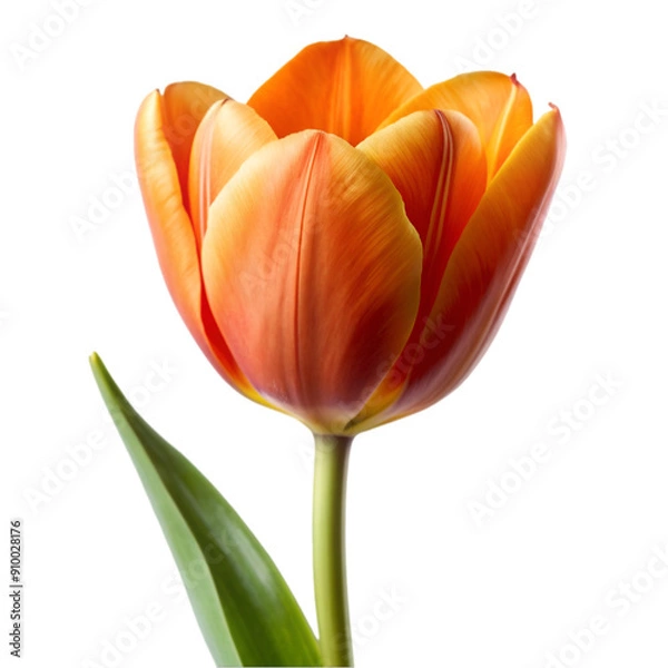 Obraz Orange tulip 