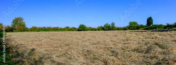 Fototapeta Panorama photo mid summer of a landscape where grass is drying, surrounded by green trees and a clear blue sky. Location: Noord Brabant, Netherlands