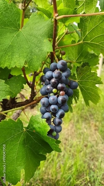 Fototapeta Grape vine