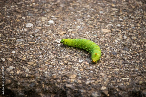 Fototapeta a robbery on a sidewalk in the green