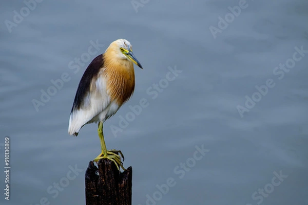 Fototapeta Elegant Javan Pond Heron Perched on a Stump