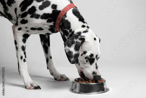 Obraz Dog eat dalmatian