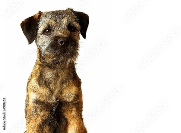 Fototapeta border terrier puppy