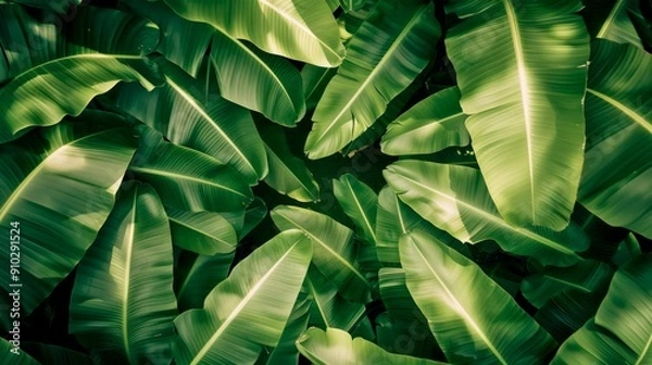 Obraz Lush Green Banana Leaves in Tropical Forest. Vibrant Nature Background. Ideal for Botanical and Nature Projects. Suitable for Wallpaper, Multipurpose Use and Design Inspiration. AI