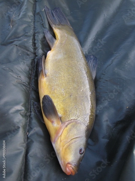Obraz Schleie auf Abhakmatte