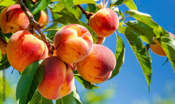 Fototapeta A juicy, ripe peach hanging from a tree branch, showcasing its vibrant color and plump, enticing appearance.