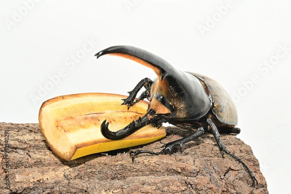 Obraz ヘラクレスオオカブト
