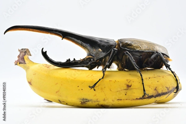 Obraz ヘラクレスオオカブト
