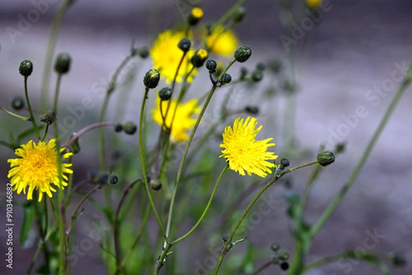 Obraz Yellow dandelions on a meadow