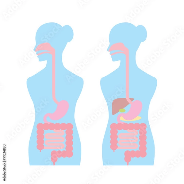 Obraz medical83 消化器系