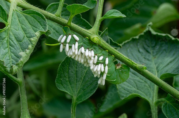 Fototapeta Hornworm larva covered with parasite cocoons