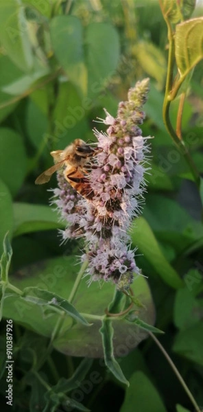 Fototapeta bee on a flower