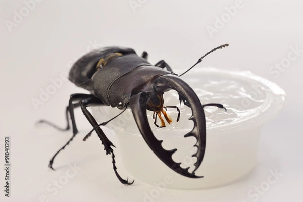 Obraz 虫ゼリーを食べるノコギリクワガタ