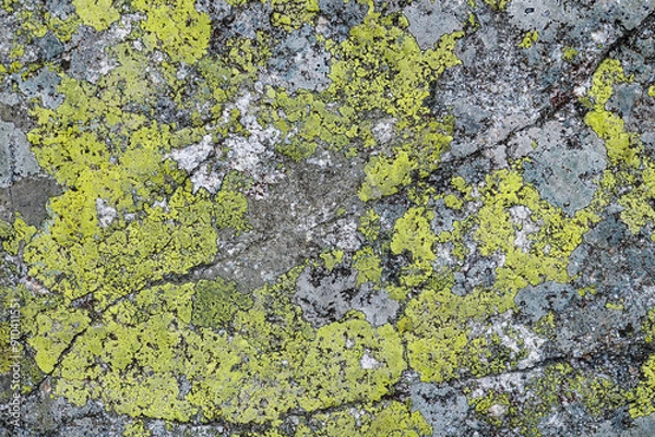 Obraz lichen on the stone