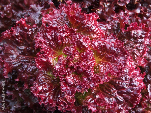 Obraz Red Lettuce Closeup