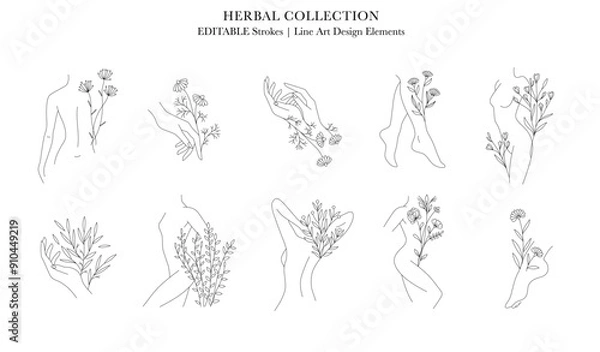 Obraz Set of Elegant Female Body line art decorated with florals, Editable lines, medicine flowers and herbal cosmetics