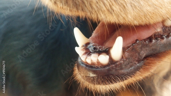 Fototapeta Close up dog teeth