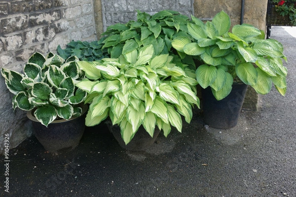 Obraz Pots of healthy hosta plants.