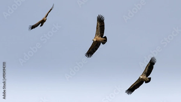 Fototapeta Flying Vulture