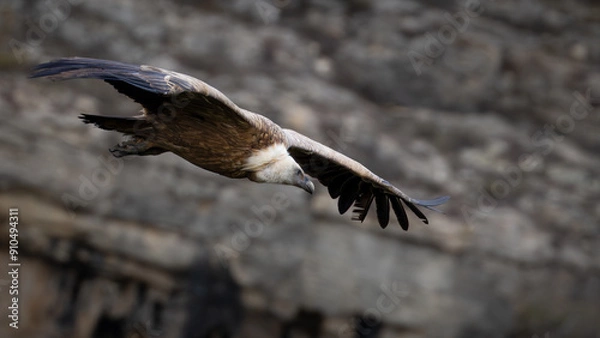 Fototapeta Flying Vulture