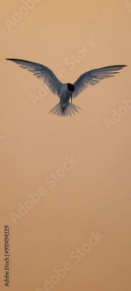 Fototapeta Common tern flying at sunset