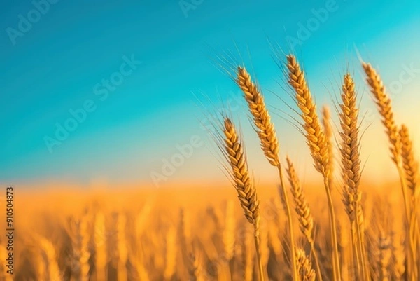 Fototapeta Crystal-clear natural scenery of abundant wheat fields in autumn, showcasing golden hues and a bountiful harvest.






