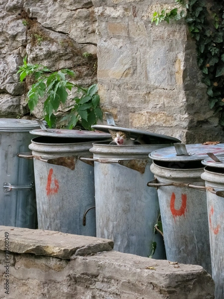 Obraz Cat inside a rubbish bin