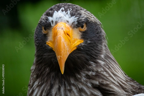 Fototapeta Steller's sea eagle