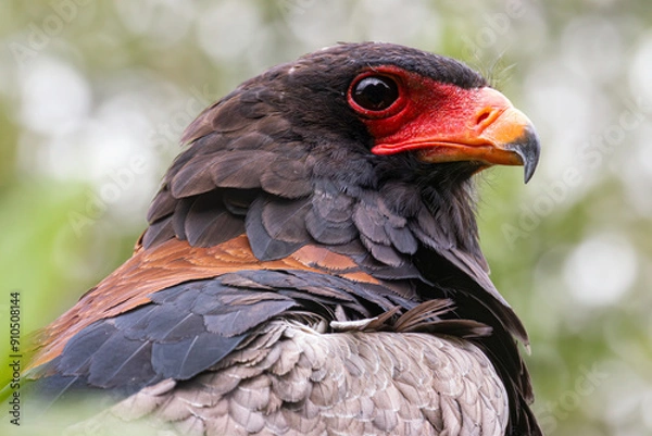 Fototapeta bateleur eagle